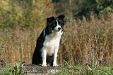 BORDER COLLIE 1343